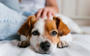 Crematório Pet Online