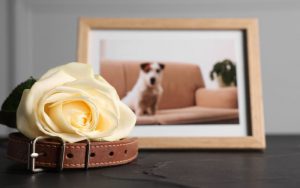 Crematório Pet Online